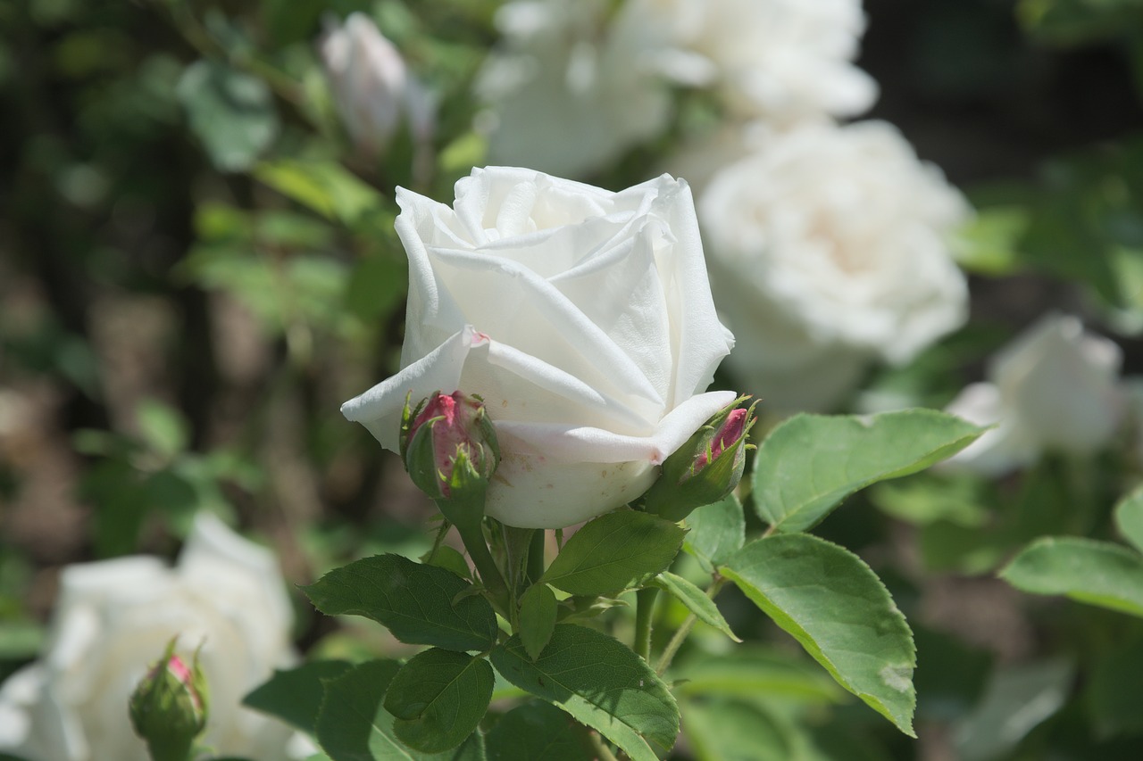 Rožė, Balta, Išaugo Žydėti, Gėlė, Nemokamos Nuotraukos,  Nemokama Licenzija