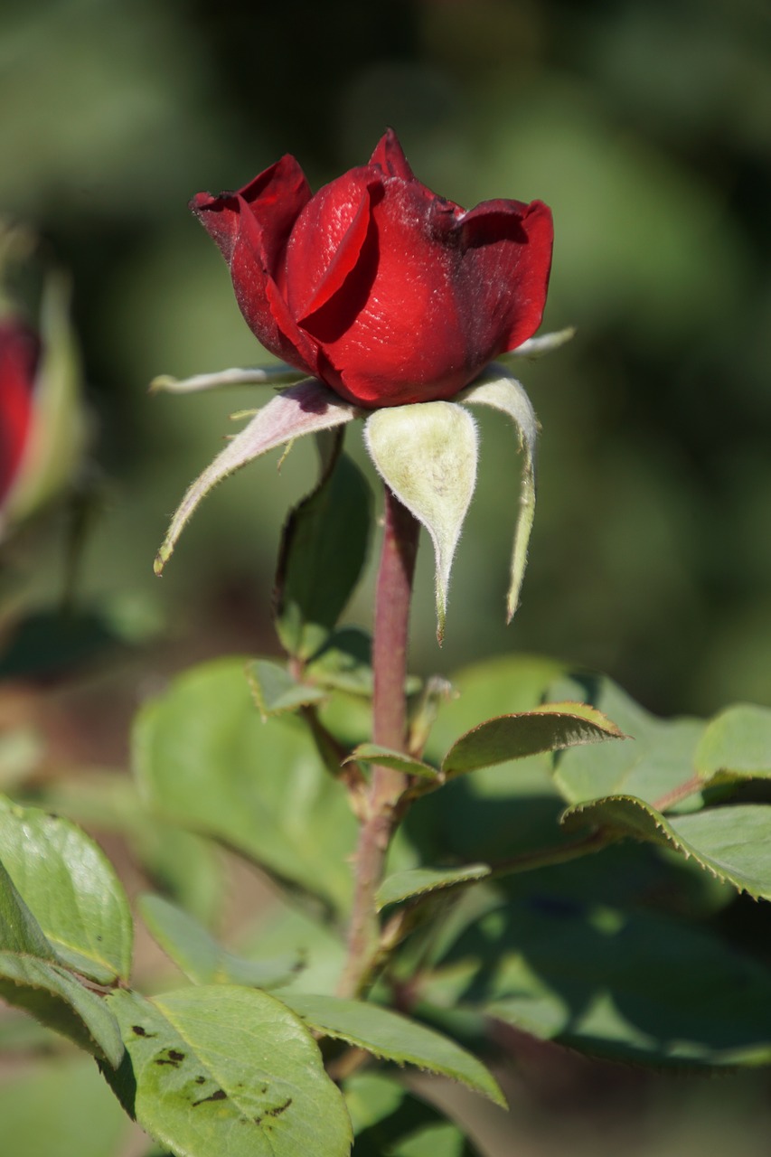 Rožė, Burgundija 81, Rosaceae, Raudona, Violetinė, Žiedas, Žydėti, Gėlių Stiebas, Augalas, Makrofotografija