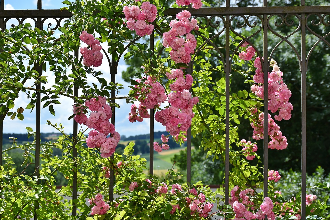 Rožė, Rožinis, Rožė, Floribunda, Aromatingas, Gražus, Spalvinga, Spalva, Tinklelis, Anglija