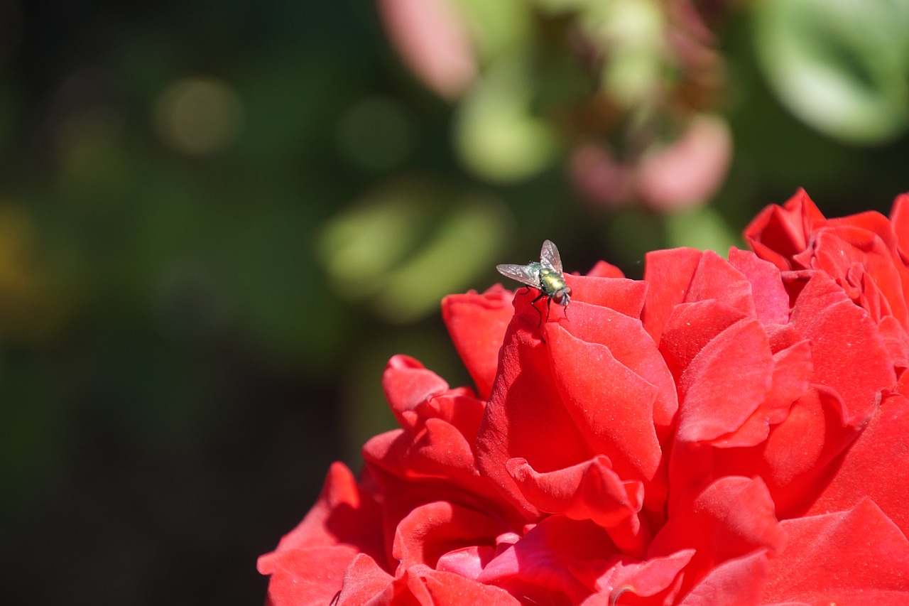 Rožė, Samba, Rosaceae, Raudona, Violetinė, Aksomas, Žiedas, Žydėti, Gėlių Stiebas, Augalas