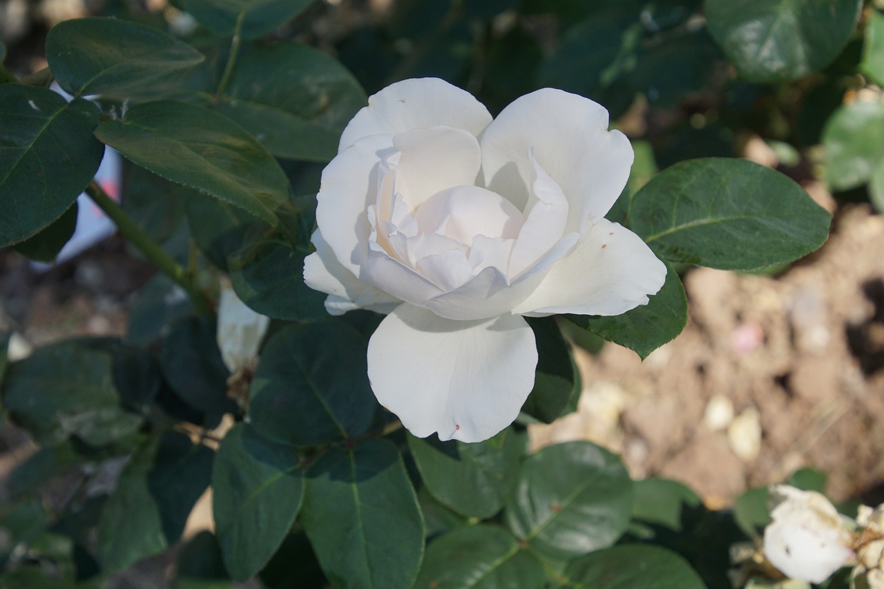 Rožė, Žiedas, Žydėti, Uždaryti, Bianca, Rosaceae, Raudona, Violetinė, Aksomas, Gėlių Stiebas