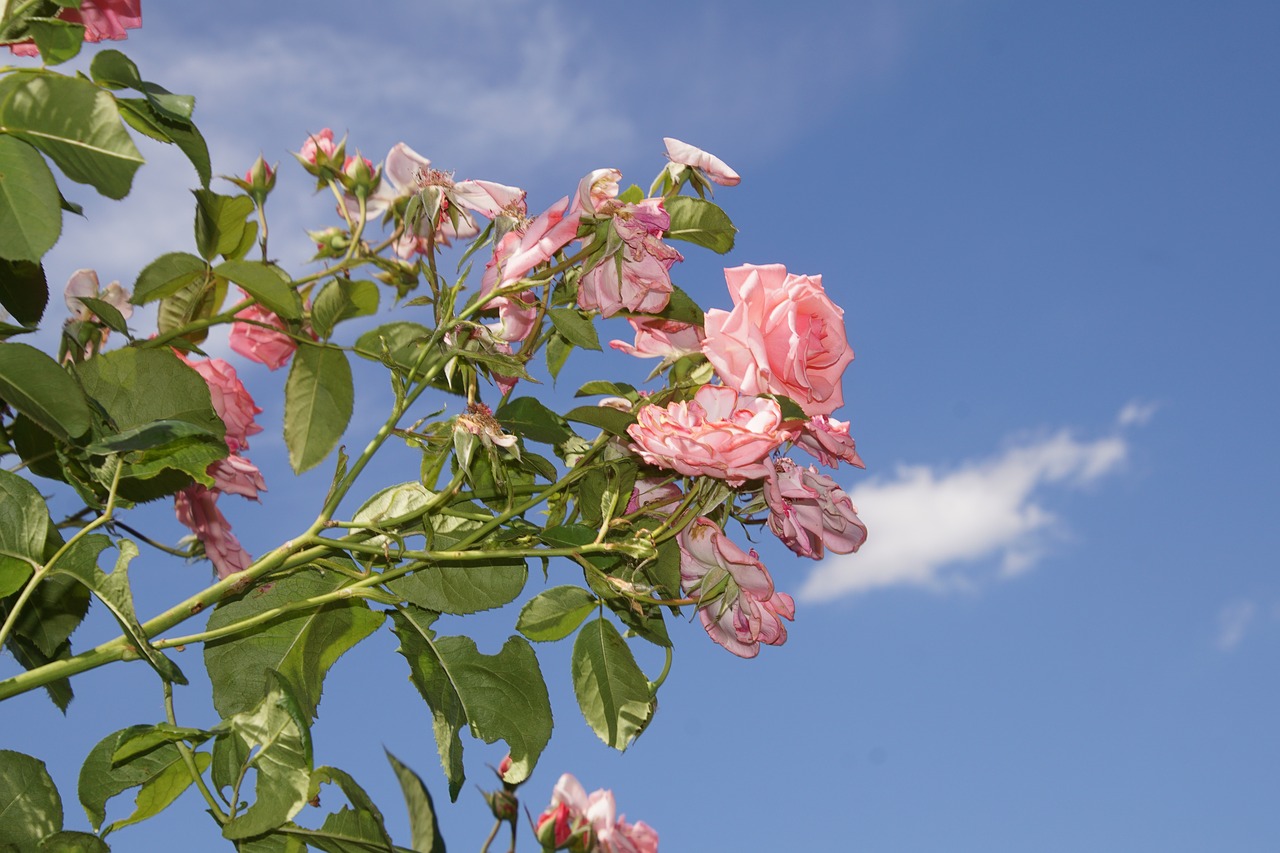 Rožė, Žiedas, Žydėti, Uždaryti, Ramira, Alpinizmas Pakilo, Rosaceae, Raudona, Violetinė, Aksomas