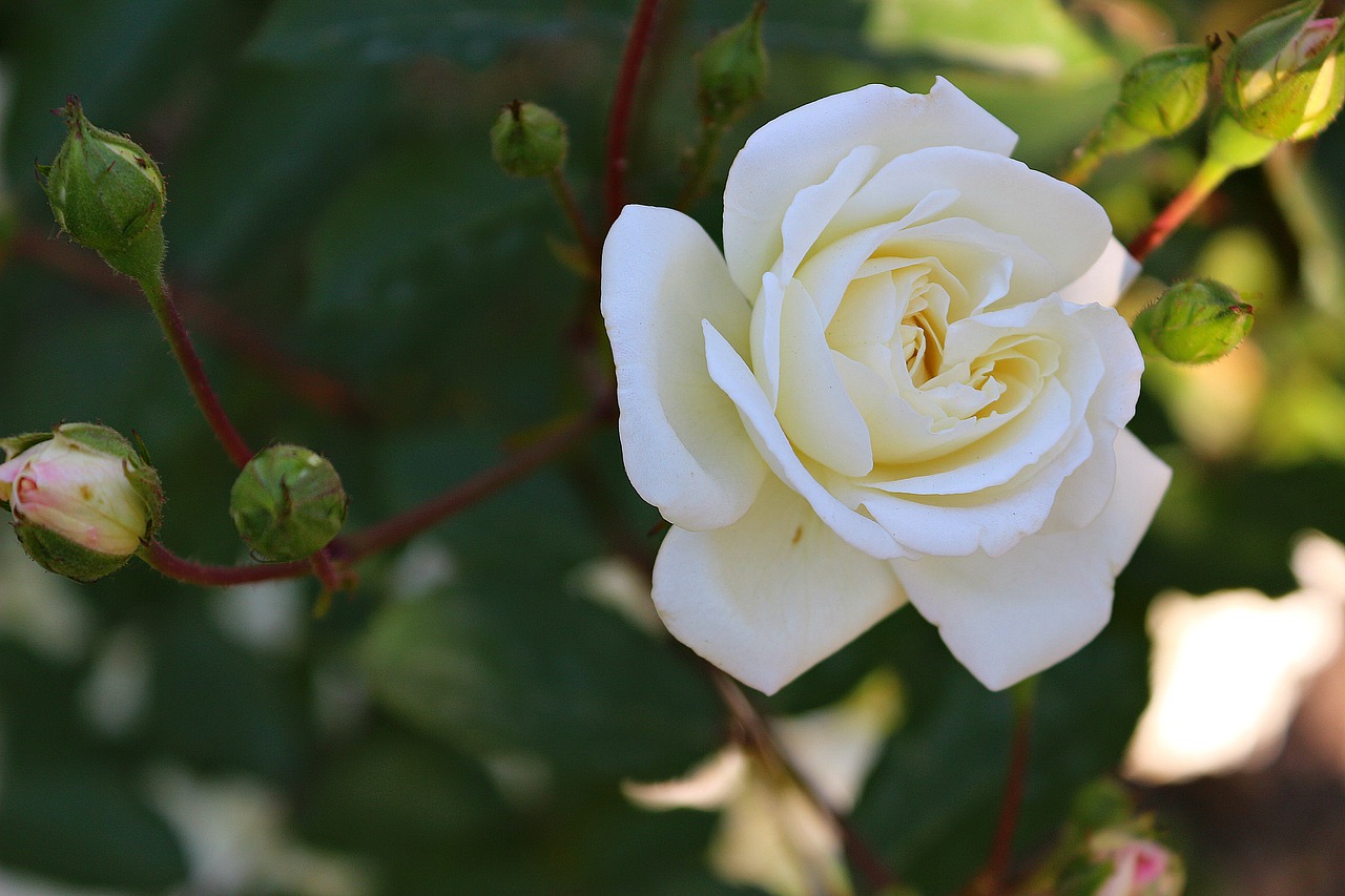 Rožė, Balta, Gėlė, Gamta, Augalas, Žiedlapiai, Nemokamos Nuotraukos,  Nemokama Licenzija