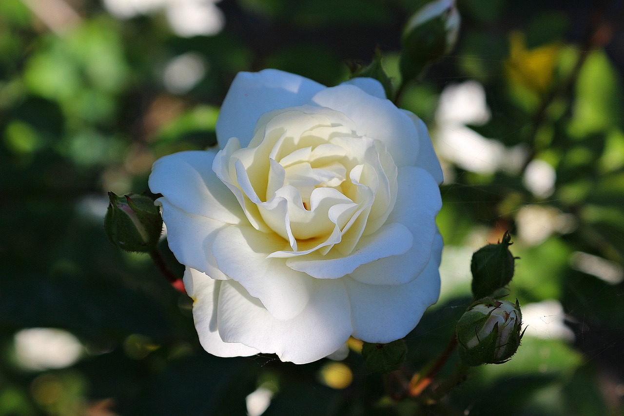 Rožė, Balta, Gėlė, Gamta, Augalas, Žiedlapiai, Nemokamos Nuotraukos,  Nemokama Licenzija