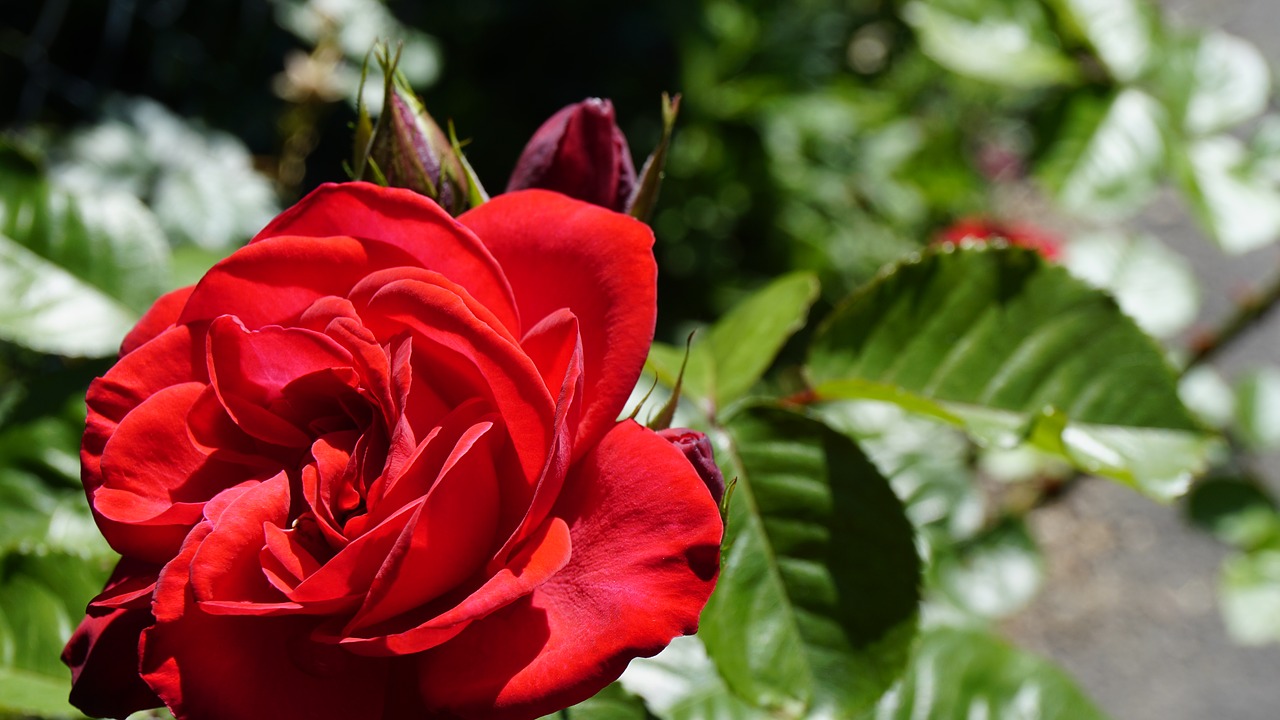 Rožė, Raudona Gėlė, Rožių Žydėjimas, Nemokamos Nuotraukos,  Nemokama Licenzija