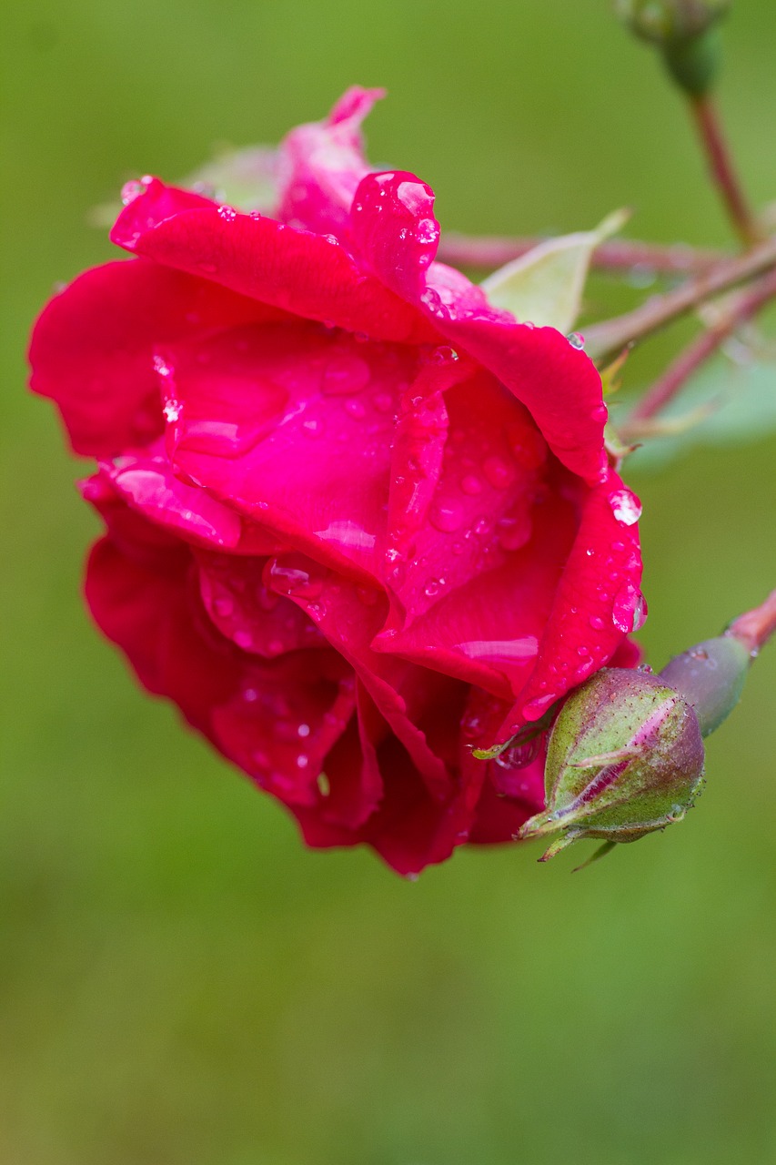 Rožė, Raudona, Raudonos Rožės, Gėlė, Raudona Roze, Meilė, Romantika, Valentine, Vestuvės, Romantiškas