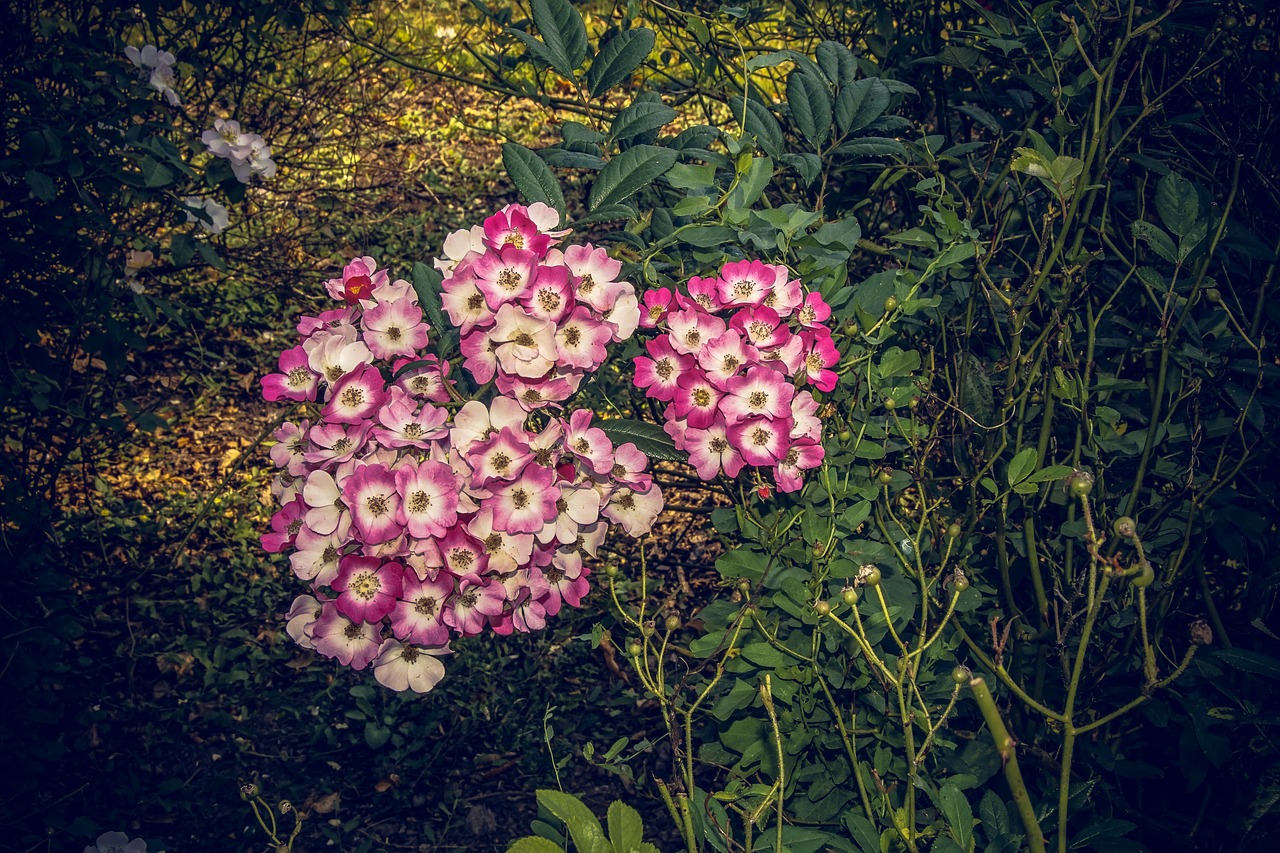 Rožė, Žiedas, Žydėti, Uždaryti, Rosaceae, Aksomas, Gėlių Stiebas, Augalas, Makrofotografija, Gamta