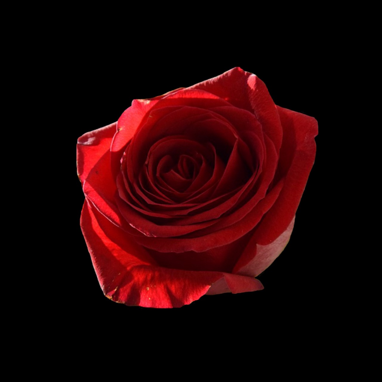 Rožė, Raudona, Raudona Roze, Gėlė, Izoliuotas, Nemokamos Nuotraukos,  Nemokama Licenzija