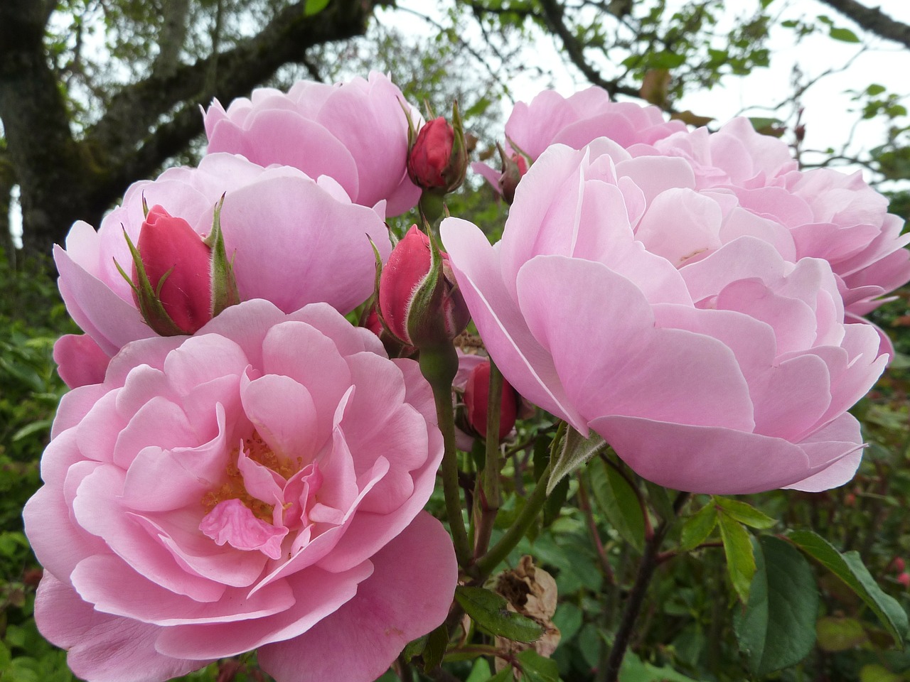 Rožė, Rožės, Flora, Gėlė, Gamta, Makro, Rožinis, Gėlės, Vasara, Žydėti