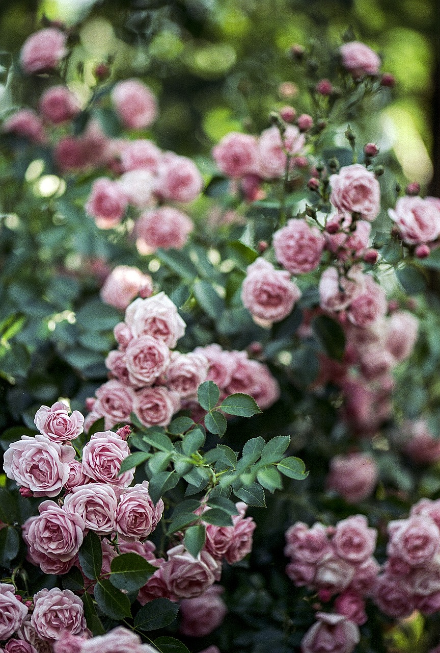 Rožė, Rožinis, Žalias, Blur, Gėlė, Gamta, Žiedlapis, Romantika, Balta, Romantiškas