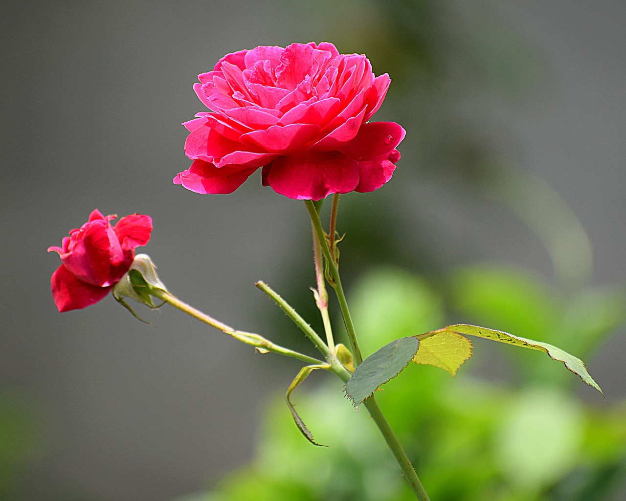 Rožė, Rožinis, Gėlė, Gamta, Žiedlapis, Romantika, Meilė, Romantiškas, Valentine, Gėlių