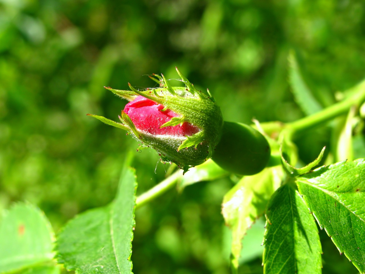 Rožė, Rosebud, Rožių Krūmas, Gėlė, Gėlės, Žiedas, Žiedai, Flora, Augalas, Pavasaris