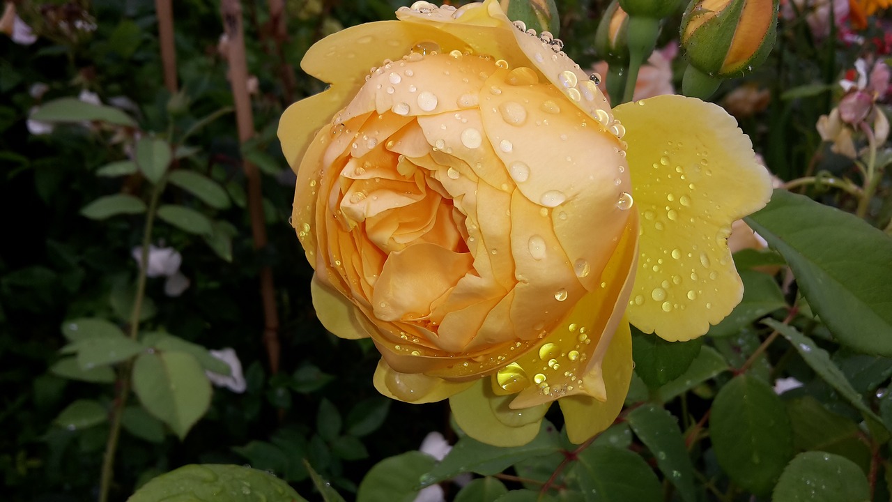 Rožė, Geltona, Geltonos Rožės, Rožių Žydėjimas, Sodo Rožė, Floribunda, Uždaryti, Gamta, Vasara, Atidaryta Roze