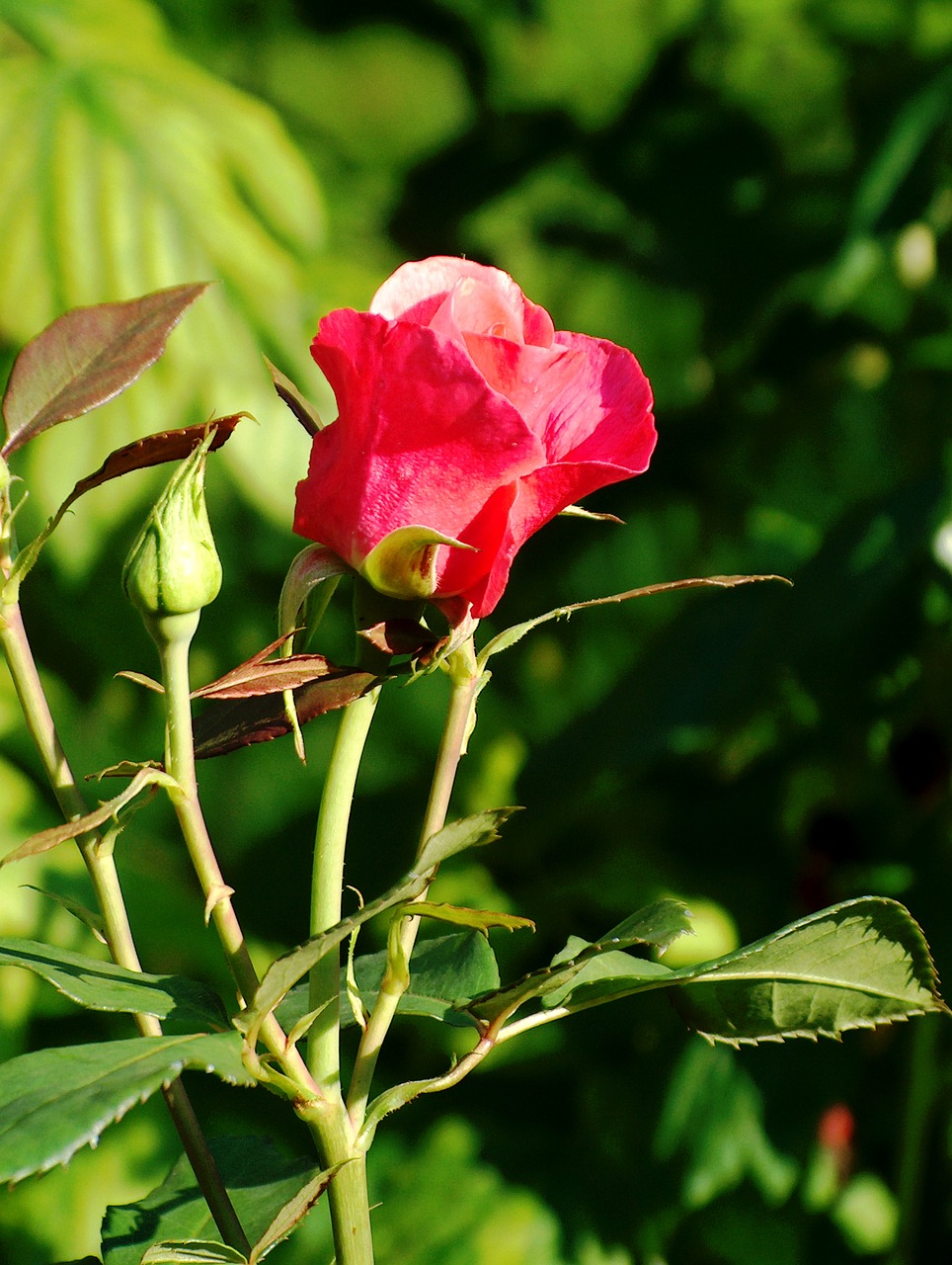 Rožė, Rožinė Rožė, Rosebud, Budas, Rožių Sodas, Nemokamos Nuotraukos,  Nemokama Licenzija