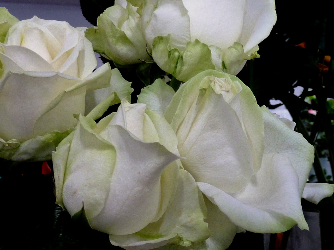 Rožė, Balta Rožė, Žiedas, Žydėti, Balta, Duoti, Vestuvių Dieną, Baltos Rožės, Romantika, Flora