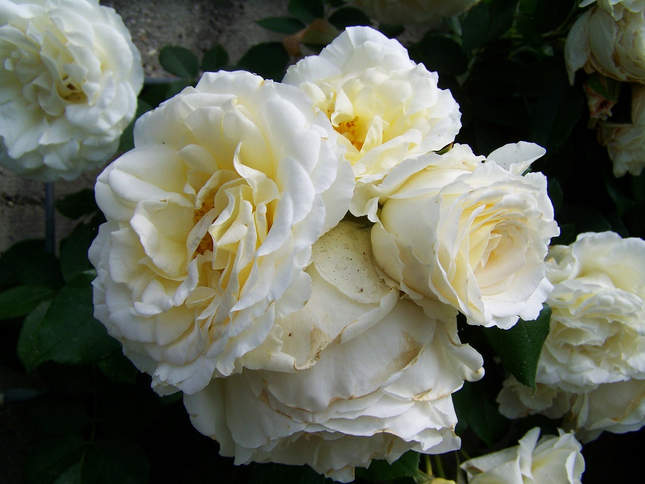 Rožė, Balta Gėlė, Grupės Žiedynas, Nemokamos Nuotraukos,  Nemokama Licenzija