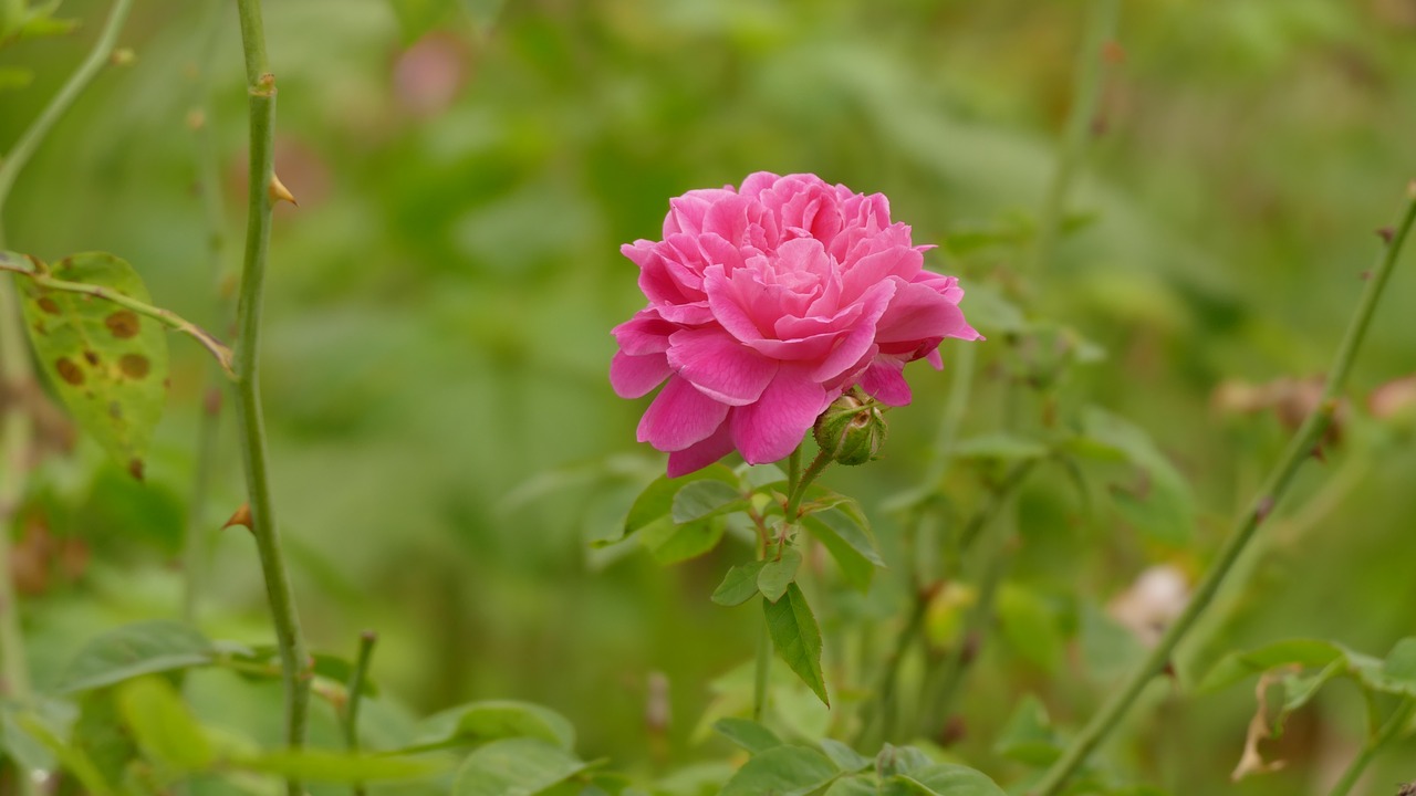 Rožė, Rosa, Gėlė, Việt Nam, Gamta, Spalva, Rožinis, Gėlių, Hoa Hồng, Nemokamos Nuotraukos