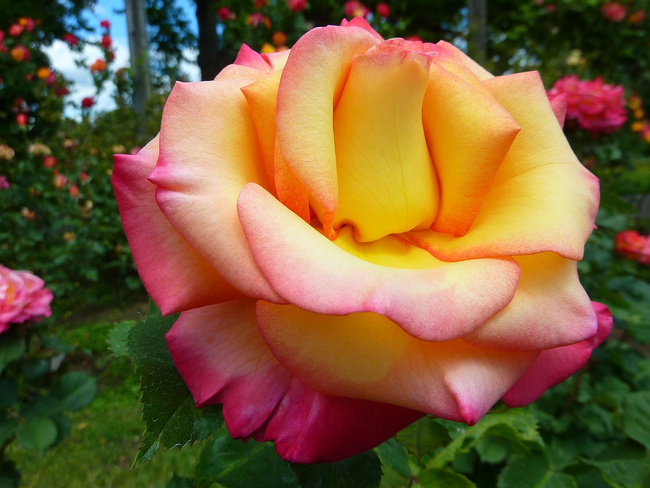 Rožė, Flora, Gėlė, Gamta, Makro, Rožinis, Eugene Oregon, Oregonas, Parkas, Owens Rožės Sodai