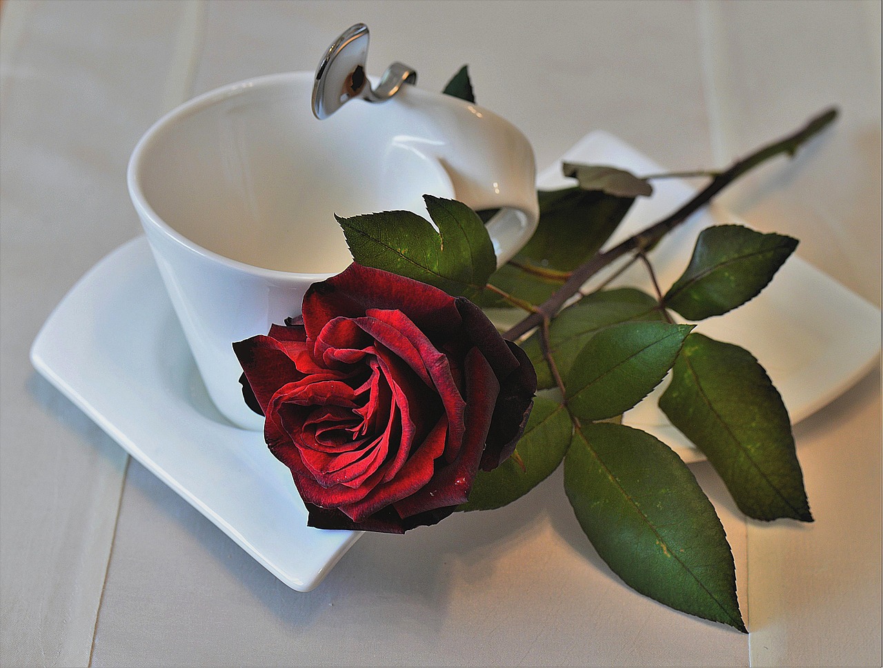 Rožė, Raudona, Padengti, Kavos Puodelis, Romantiškas, Nemokamos Nuotraukos,  Nemokama Licenzija