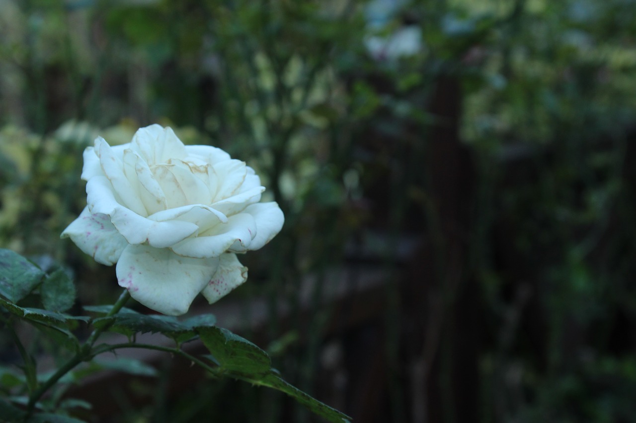 Rožė, Balta Rožė, Balta, Rožės, Fonas, Gamta, Gėlės, Turkija, Nemokamos Nuotraukos,  Nemokama Licenzija