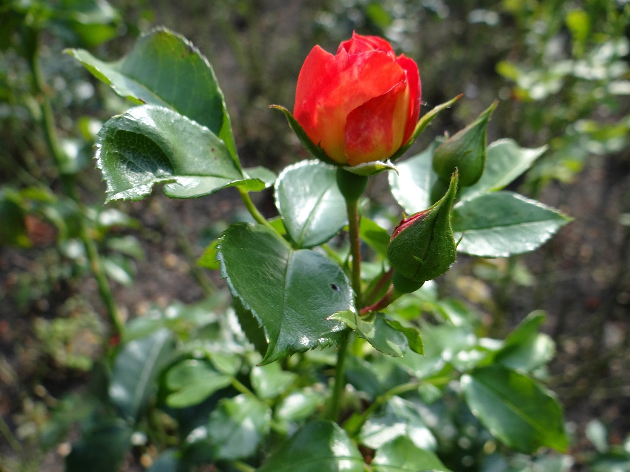 Rožė, Gėlė, Raudona, Rozario, Rožė, Rožių Sodas, Rožinė Rožė, Rožių Krūmas, Sodas, Rosebud