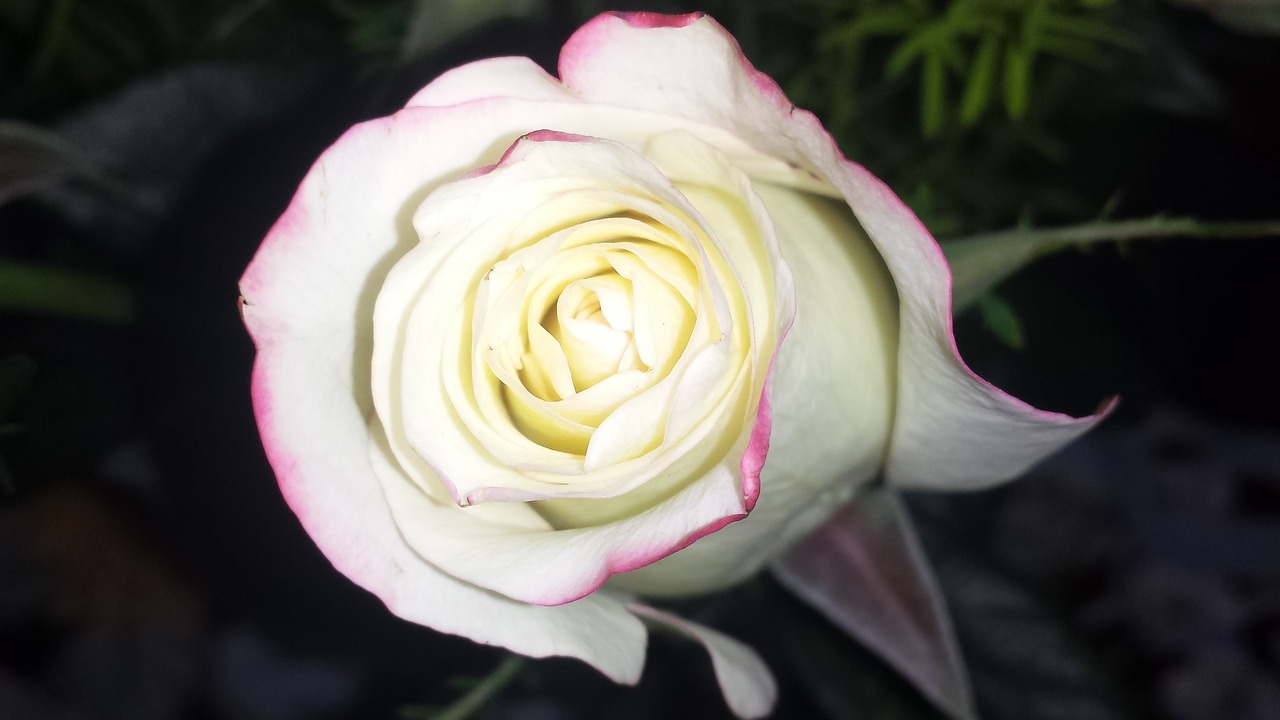 Rožė, Balta Rožė, Balta, Gėlė, Romantika, Gėlių, Meilė, Žydėti, Nemokamos Nuotraukos,  Nemokama Licenzija