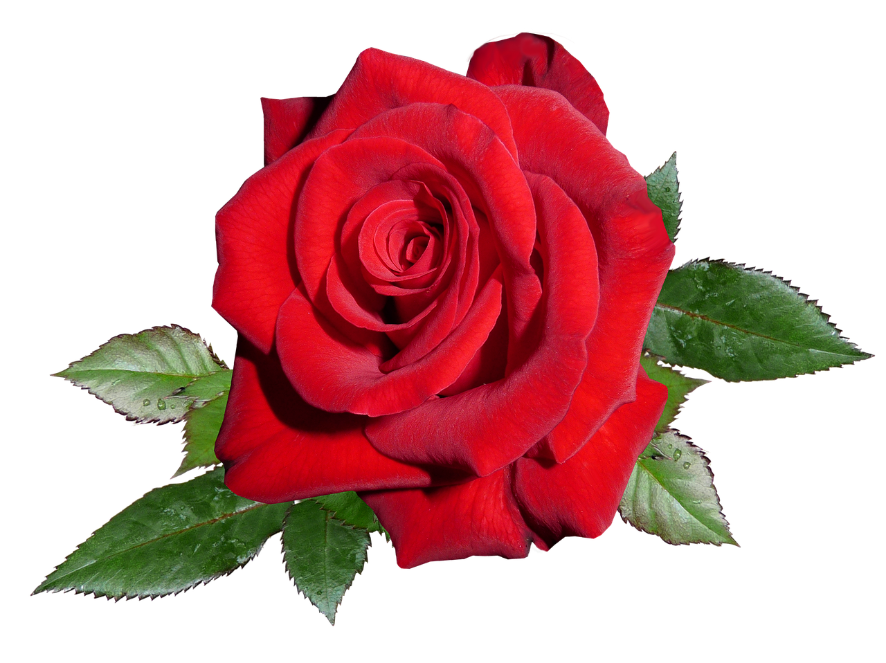 Rožė, Raudona, Romantika, Valentine, Nemokamos Nuotraukos,  Nemokama Licenzija