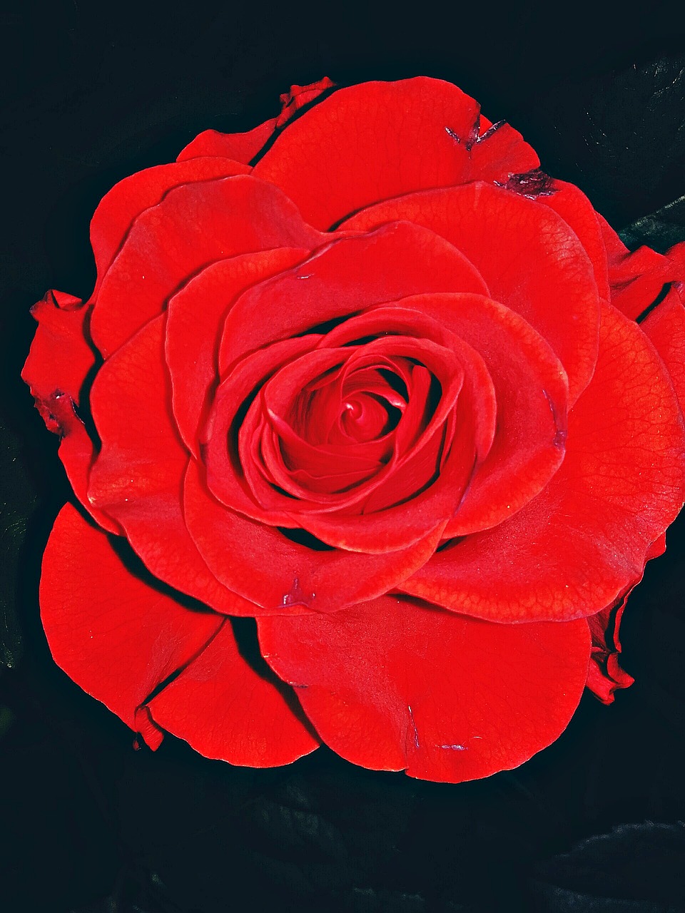 Rožė, Gėlė, Raudona, Žiedlapis Rožių, Rožė, Rožių Žiedlapiai, Rožių Sodas, Raudona Roze, Žydi Gėlė, Rožių Žydėjimas