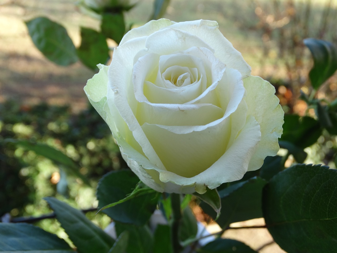 Rožė, Balta, Gėlė, Balta Rožė, Nemokamos Nuotraukos,  Nemokama Licenzija