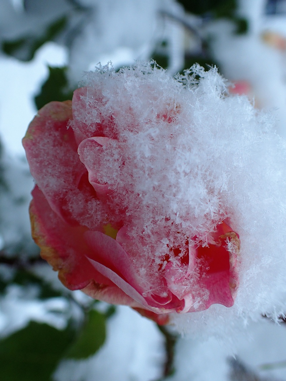 Rožė, Sušaldyta, Rožinis, Sniegas, Žiema, Nemokamos Nuotraukos,  Nemokama Licenzija