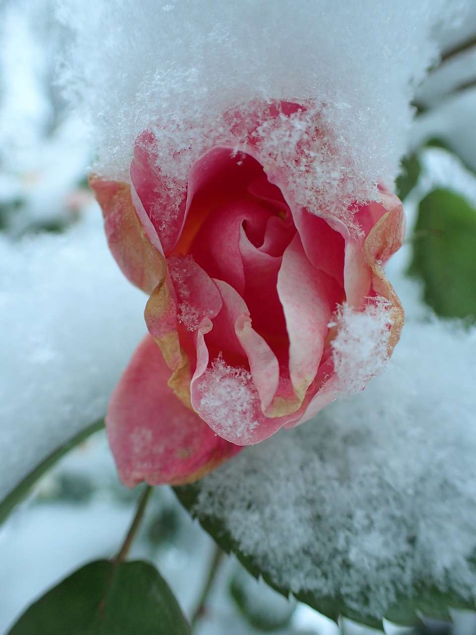 Rožė, Žiema, Rožinis, Sušaldyta, Sniegas, Nemokamos Nuotraukos,  Nemokama Licenzija