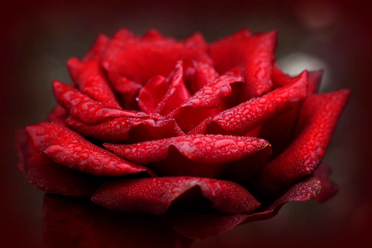 Rožė, Meilė, Raudona, Romantiškas, Valentino Diena, Išaugo Žydėti, Flora, Gamta, Raudona Roze, Žiedas