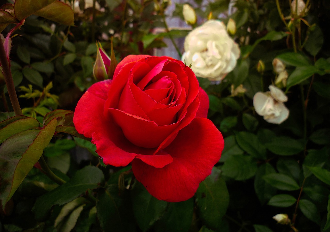Rožė, Gėlė, Flora, Raudona, Nemokamos Nuotraukos,  Nemokama Licenzija