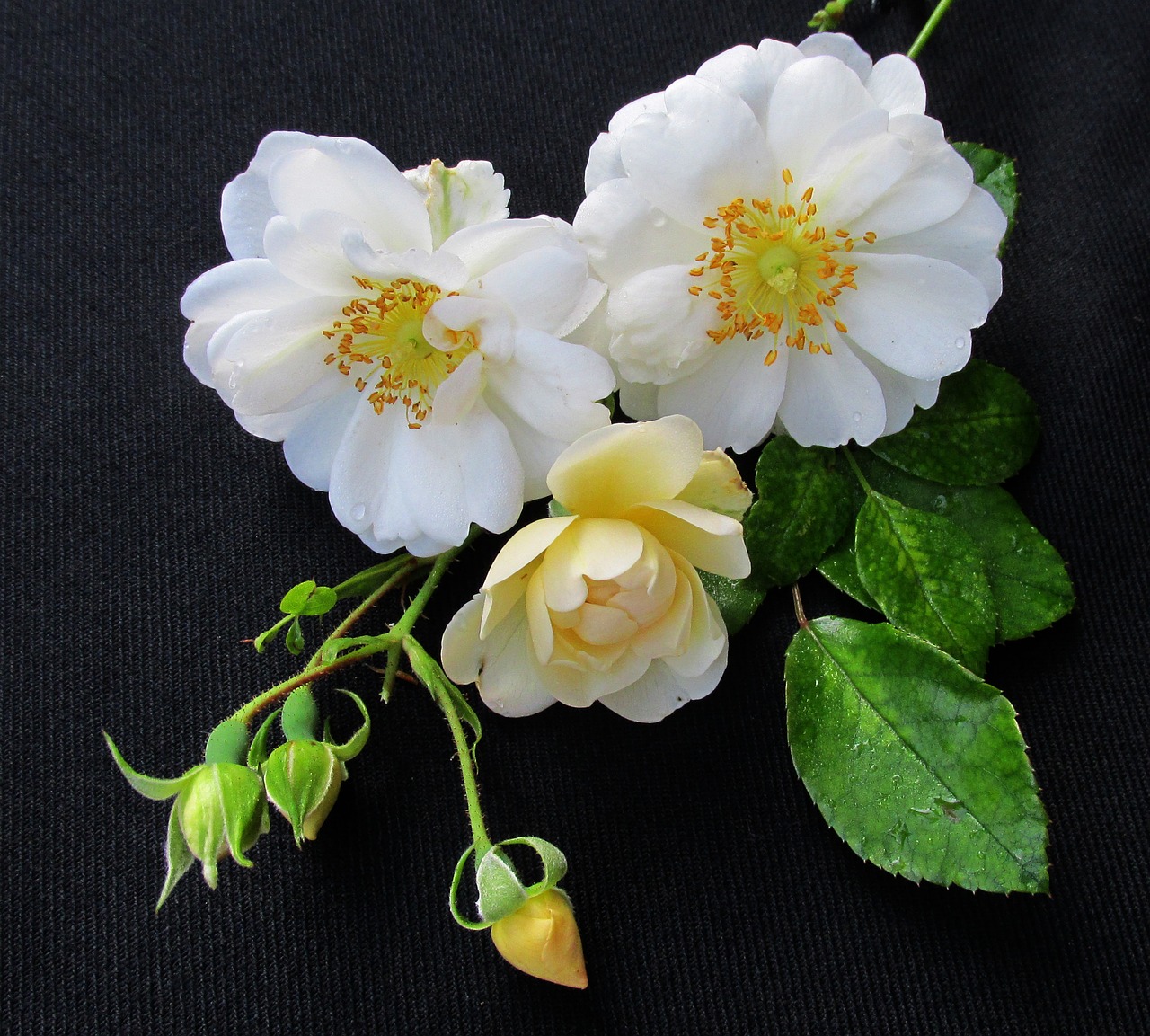 Rožė, Balta, Gėlė, Nemokamos Nuotraukos,  Nemokama Licenzija
