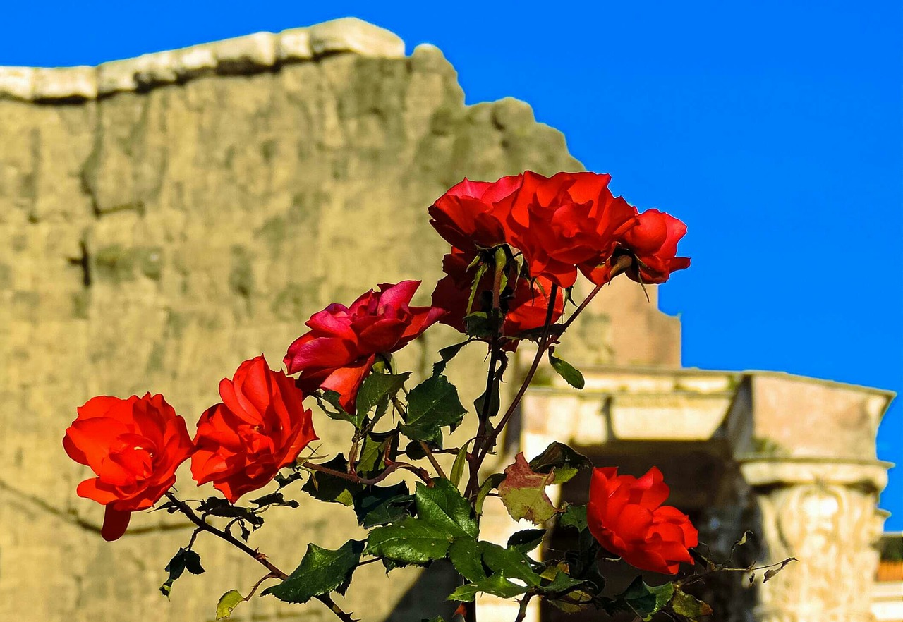 Rožė, Rosa, Raudona Roze, Raudonos Rožės, Roma, Lazio, Italy, Gėlė, Gėlės, Skylės