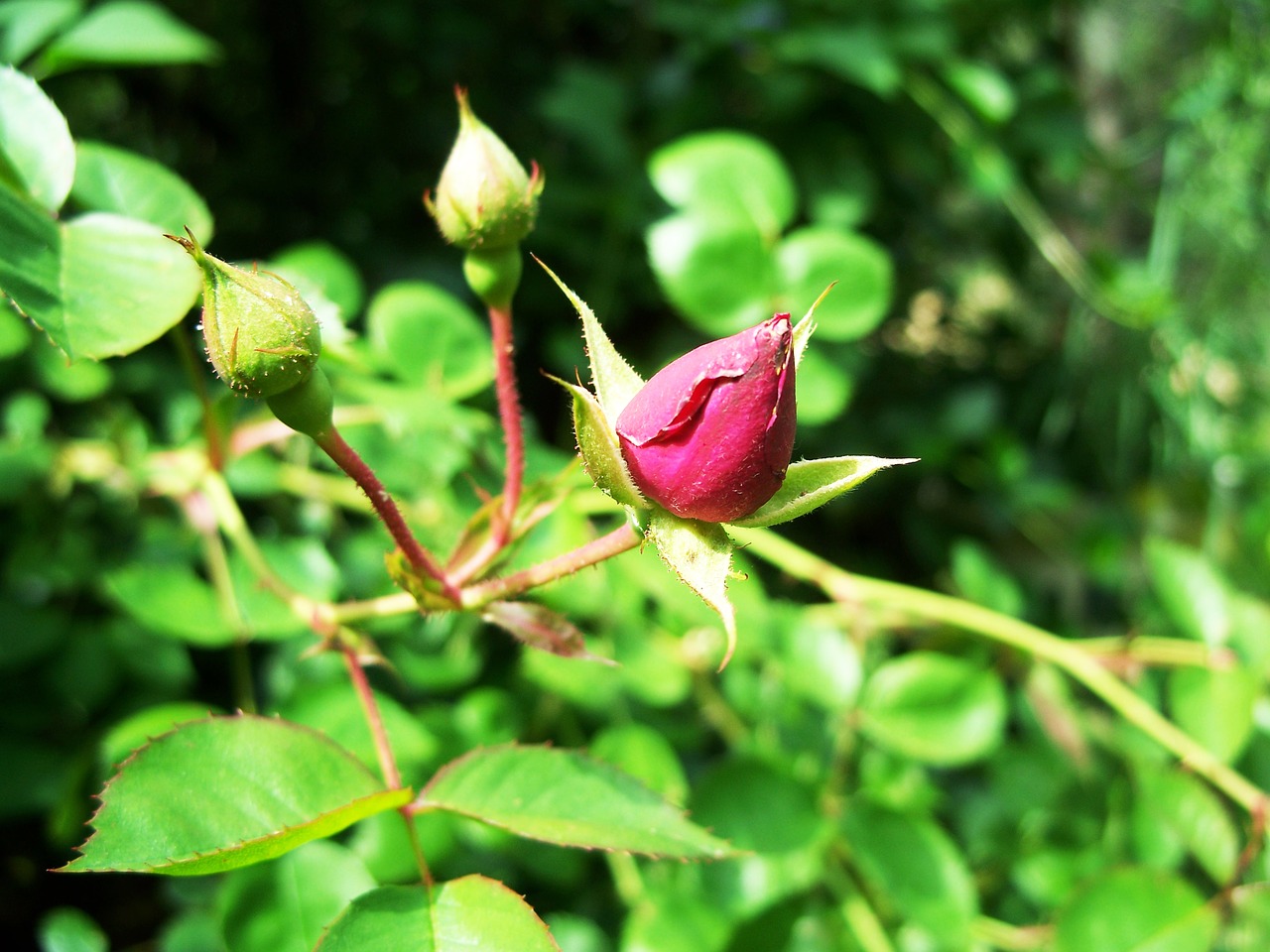 Rožė, Laukiniai, Gėlė, Krūmas, Raudona, Raudona, Rosebud, Budas, Sodas, Žalias