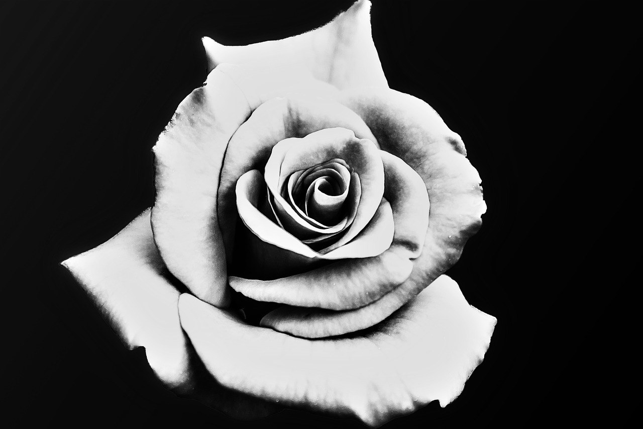 Rožė, Juoda Ir Balta, Balta, Juoda, Gėlė, Gėlių, Gamta, Meilė, Balta Rožė, Žiedlapis