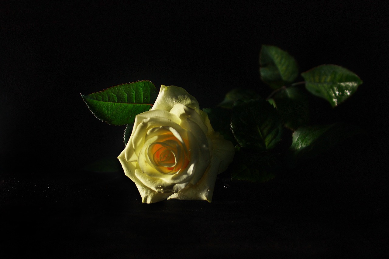 Rožė, Gėlės, Žemės Ūkio Veiklos Rezultatai, Tamsi, Fotografija, Nemokamos Nuotraukos,  Nemokama Licenzija