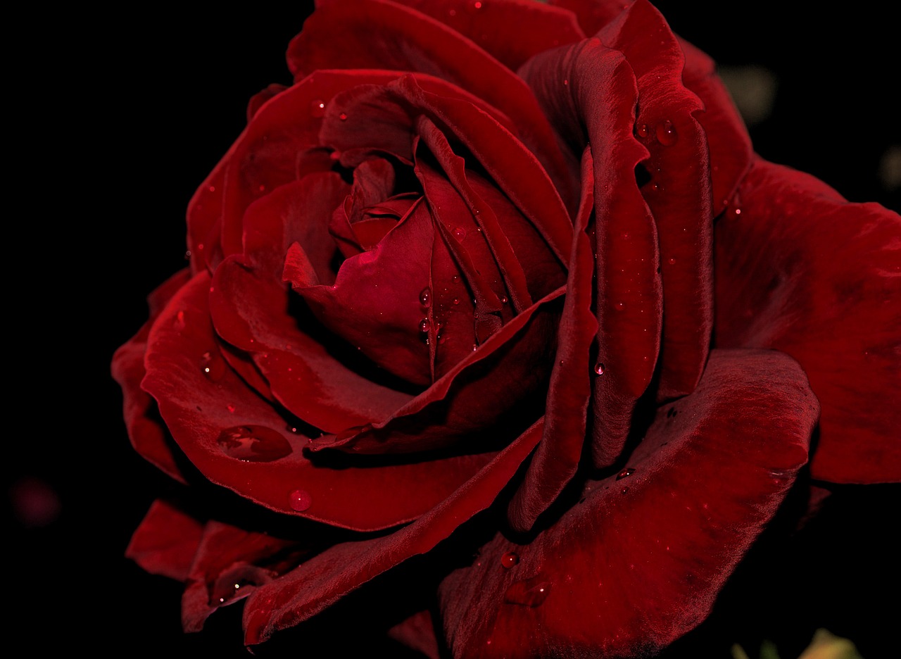 Rožė,  Žiedlapis,  Gėlė,  Meilė,  Romantika,  Žydi,  Romantiškas,  Tamsi,  Be Honoraro Mokesčio, Nemokamos Nuotraukos