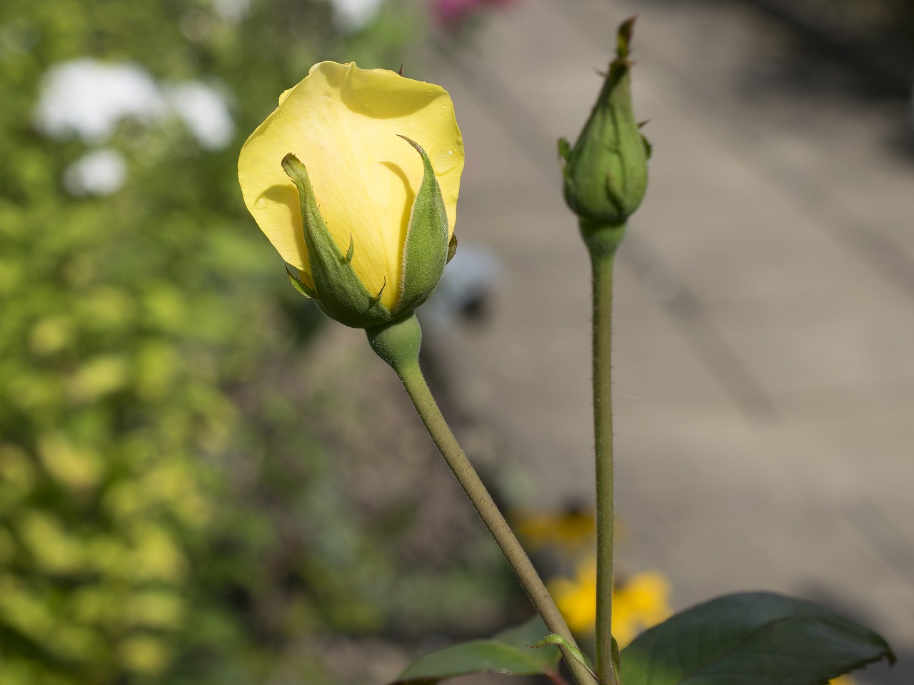 Rožė,  Gėlė,  Žiedas,  Žydėti,  Gamta,  Flora,  Augalas,  Pavasaris,  Žiedlapiai,  Geltona