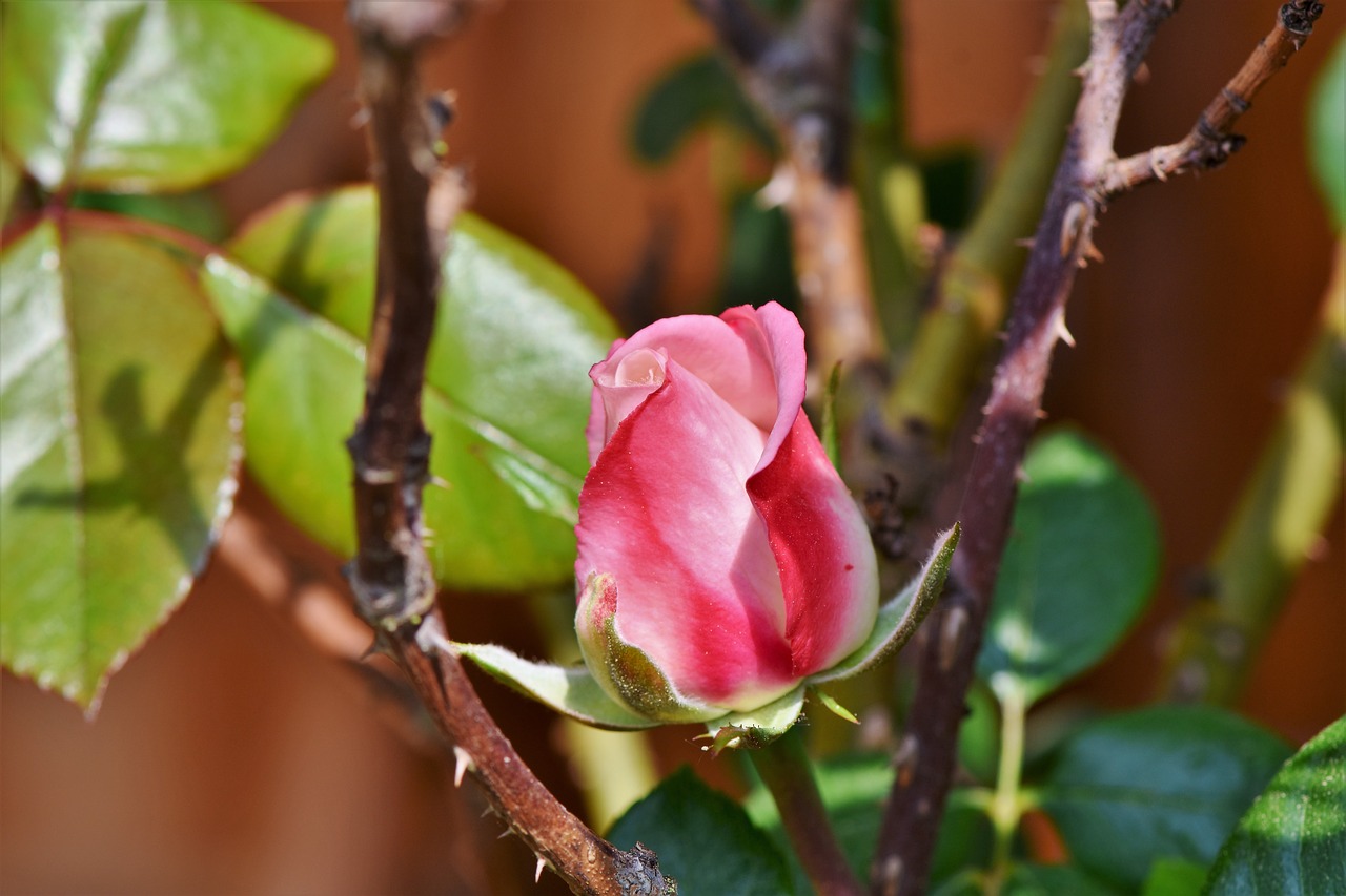 Išaugo,  Padidėjo Žydėti,  Raudona Roze,  Rosebud,  Rožių Krūmas,  Žiedas,  Žydi,  Žydi,  Raudona,  Gėlė