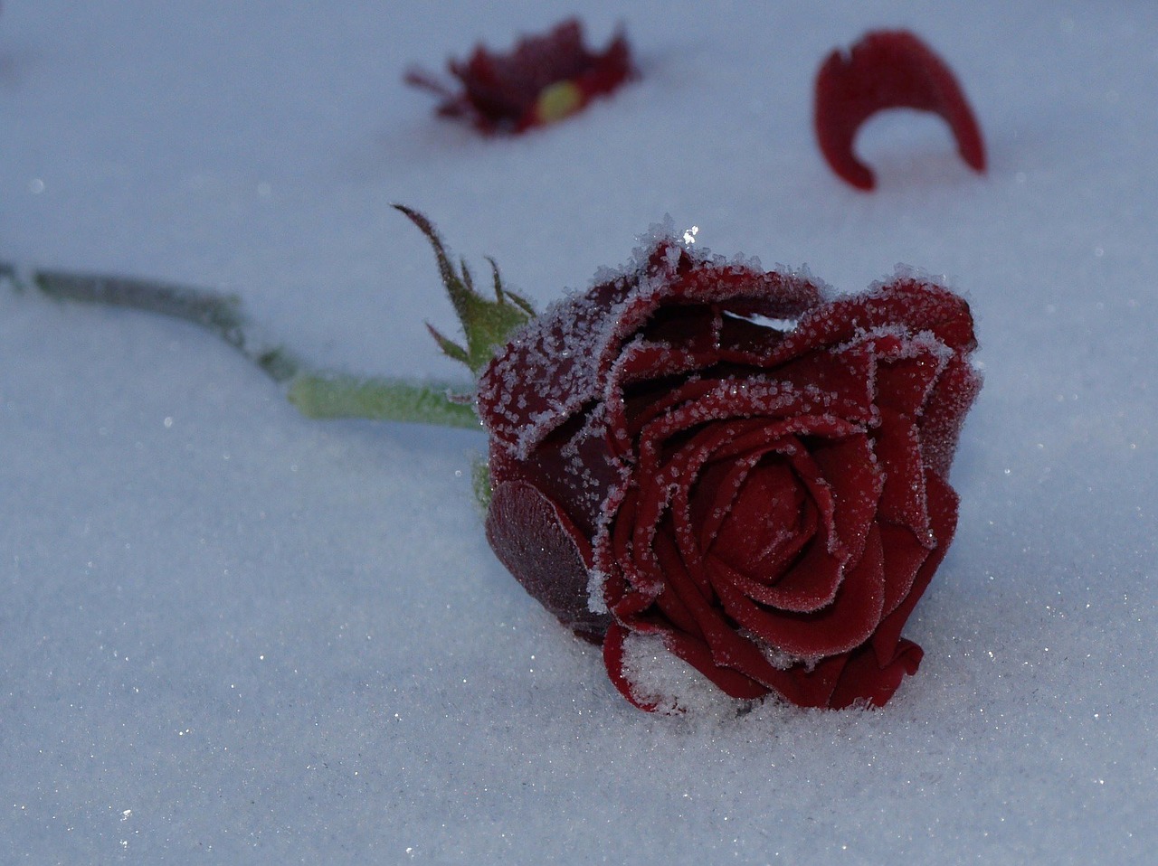 Rožė, Gėlė, Raudona, Sniegas, Sušaldyta, Žiema, Nemokamos Nuotraukos,  Nemokama Licenzija