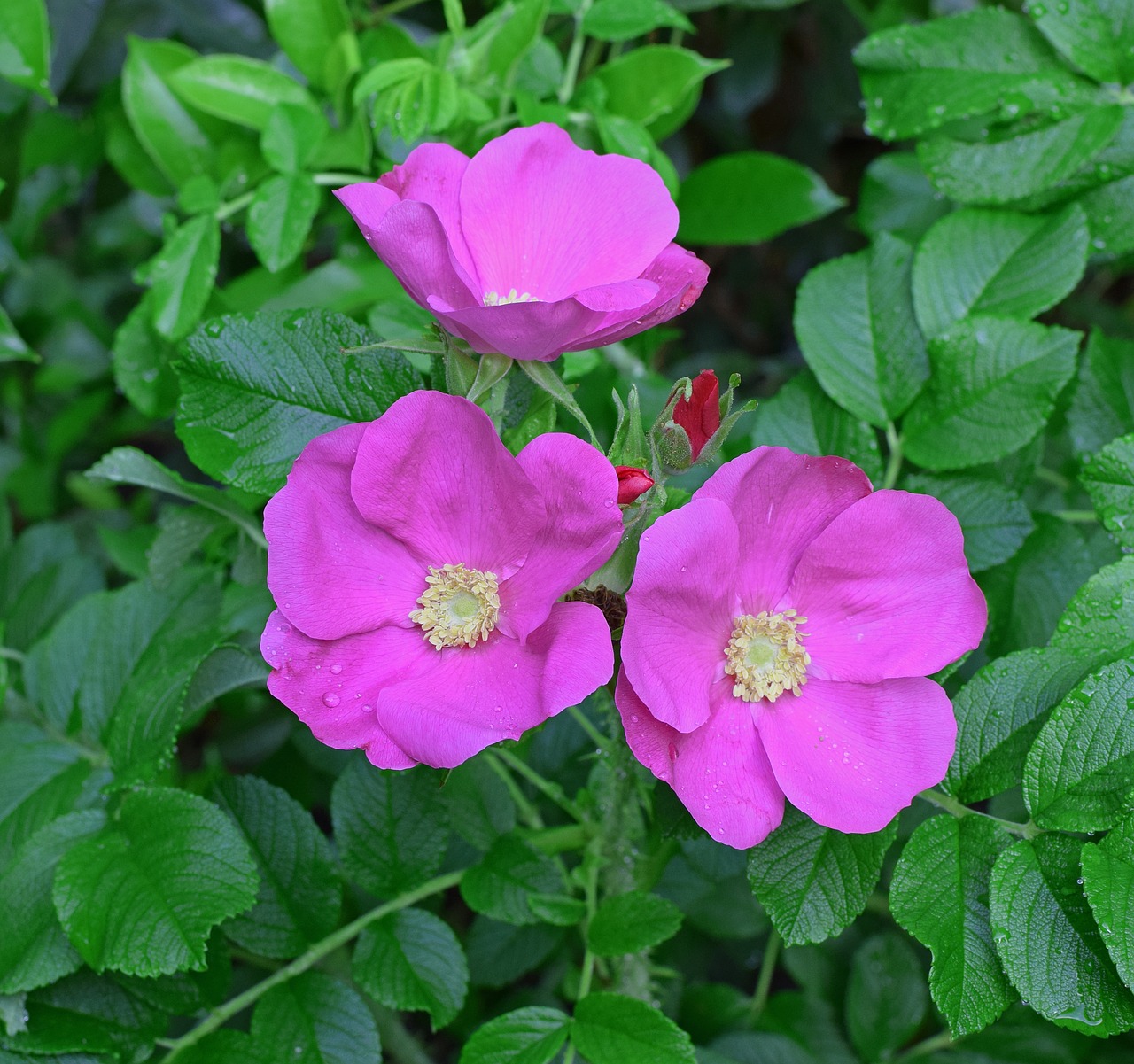 Išaugo,  Rugosa Padidėjo Su Pumpurų,  Bud,  Lietaus Šlapias,  Gėlė,  Žiedas,  Žydi,  Lapai,  Sodas,  Pobūdį