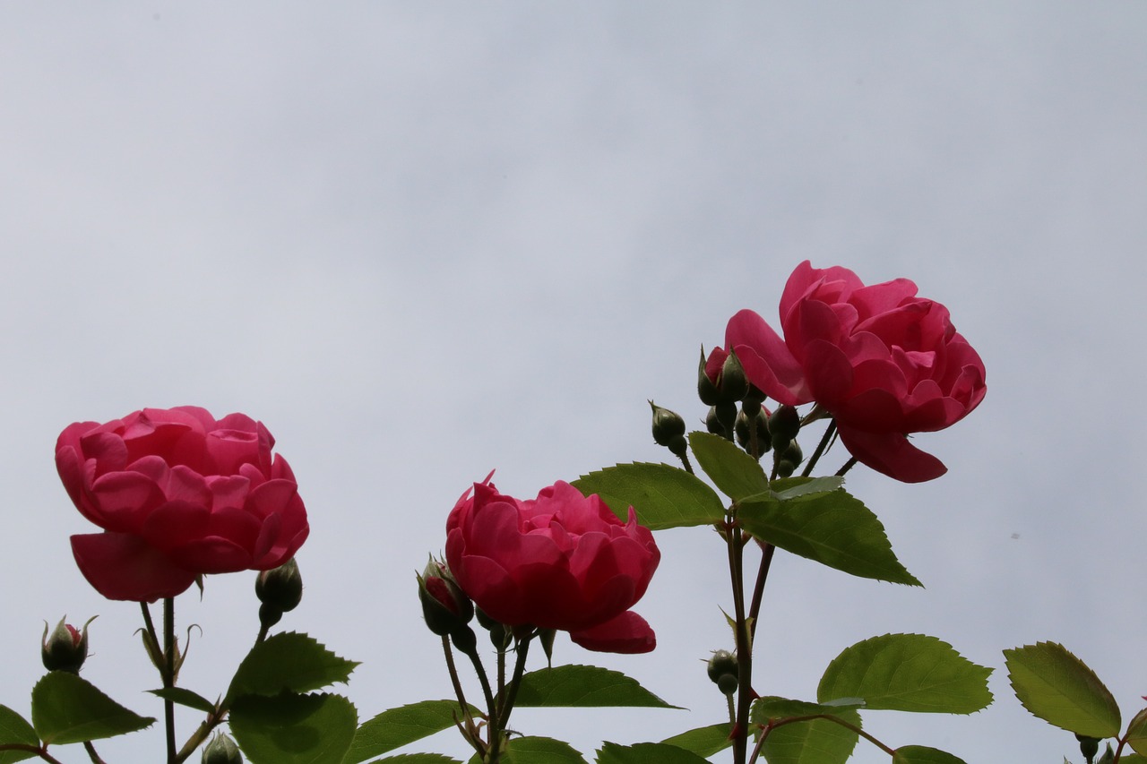 Išaugo,  Augalai,  Gėlės,  Pobūdį,  Rožinė Gėlė,  Sodas,  Pavasaris,  Žiedlapis,  Pumpurai,  Rose Festivalis