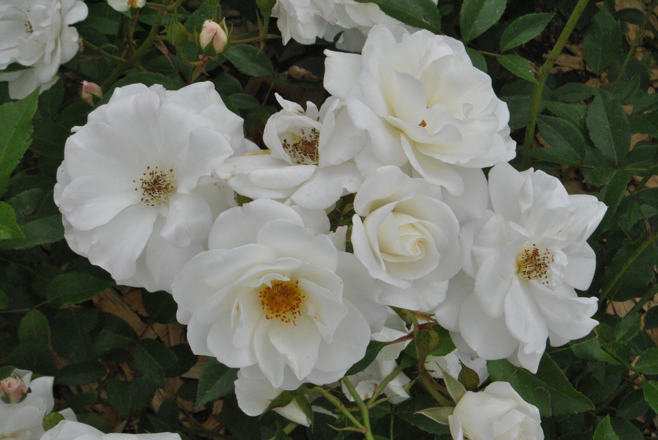 Išaugo,  Baltos Rožės,  Gėlių Sodas,  Gražus,  Gėlės,  Gamta, Nemokamos Nuotraukos,  Nemokama Licenzija
