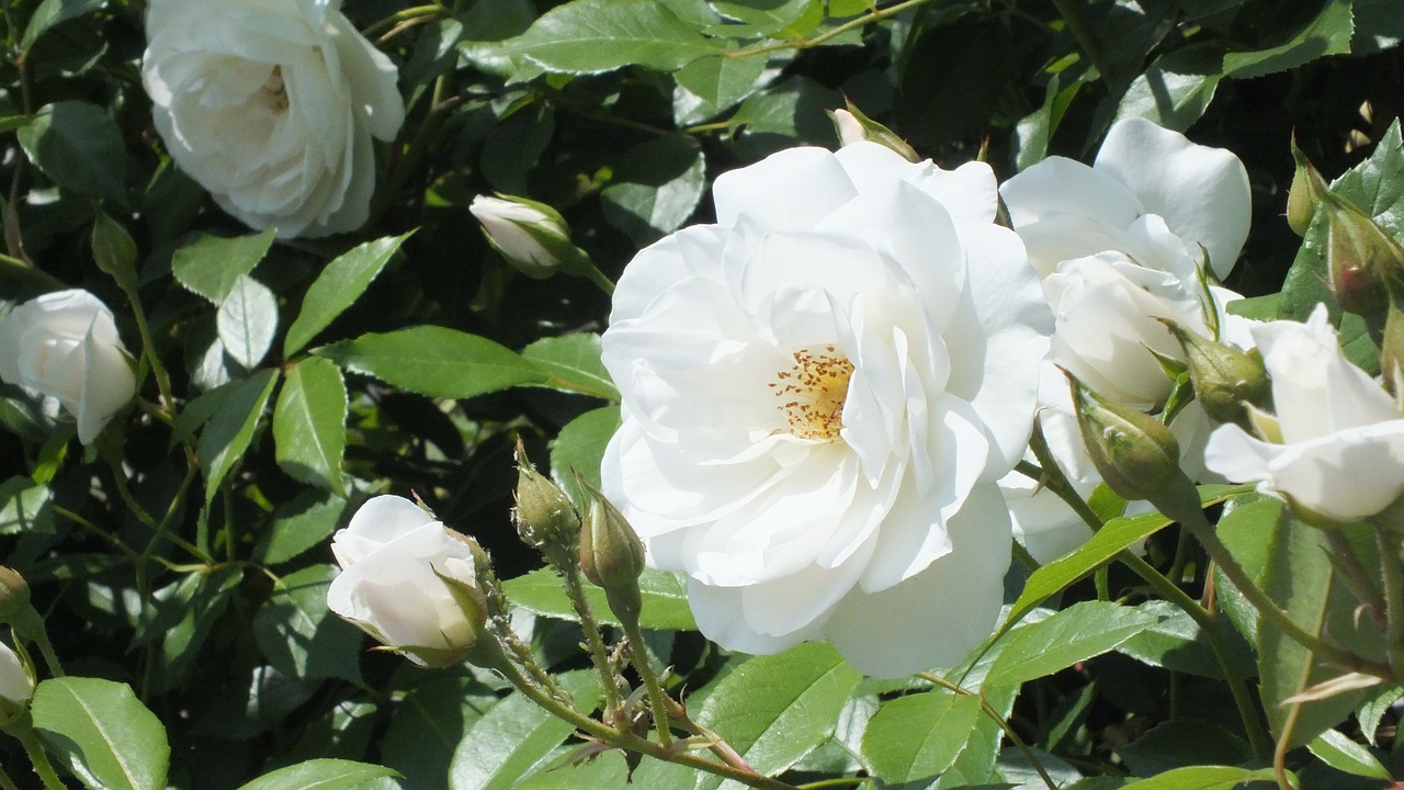 Rožė, Balta, Gėlės, Pavasaris, Nemokamos Nuotraukos,  Nemokama Licenzija