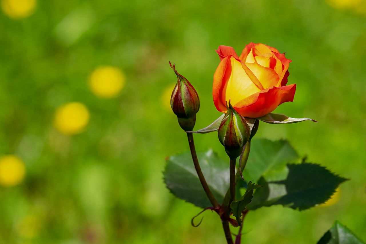 Išaugo,  Žiedas,  Žydi,  Žydi,  Geltona Oranžinė,  Dwubarwny Išaugo,  Padidėjo Žydėti,  Grožio,  Romantiškas,  Floribunda