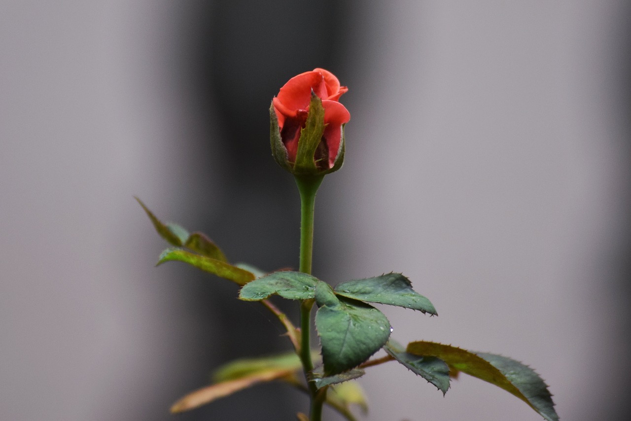 Išaugo,  Bokeh,  Pobūdį,  Gėlė,  Gėlių,  Rose Portretas, Nemokamos Nuotraukos,  Nemokama Licenzija