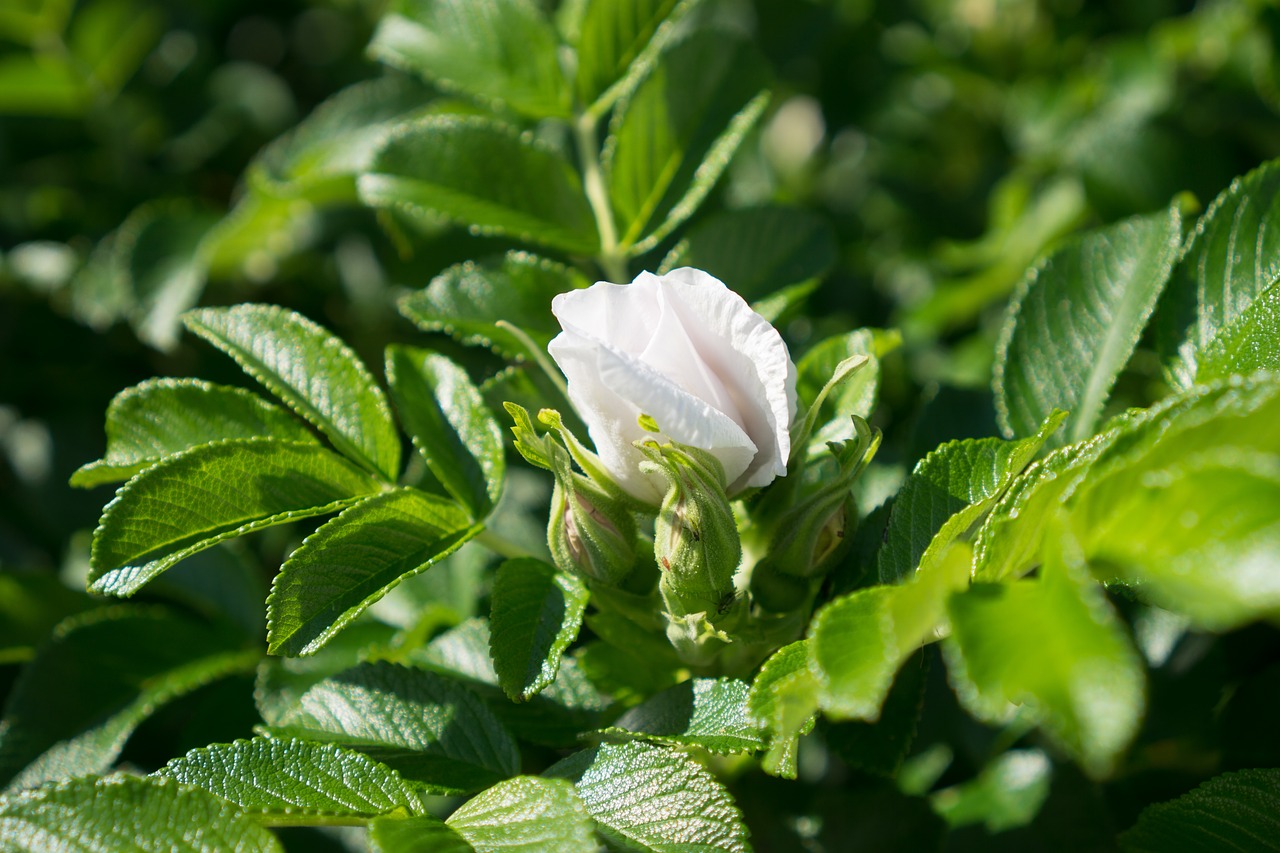 Išaugo,  Rožių Krūmas,  Bud,  Baltos Spalvos,  Gėlė,  Sodo Augalų, Nemokamos Nuotraukos,  Nemokama Licenzija