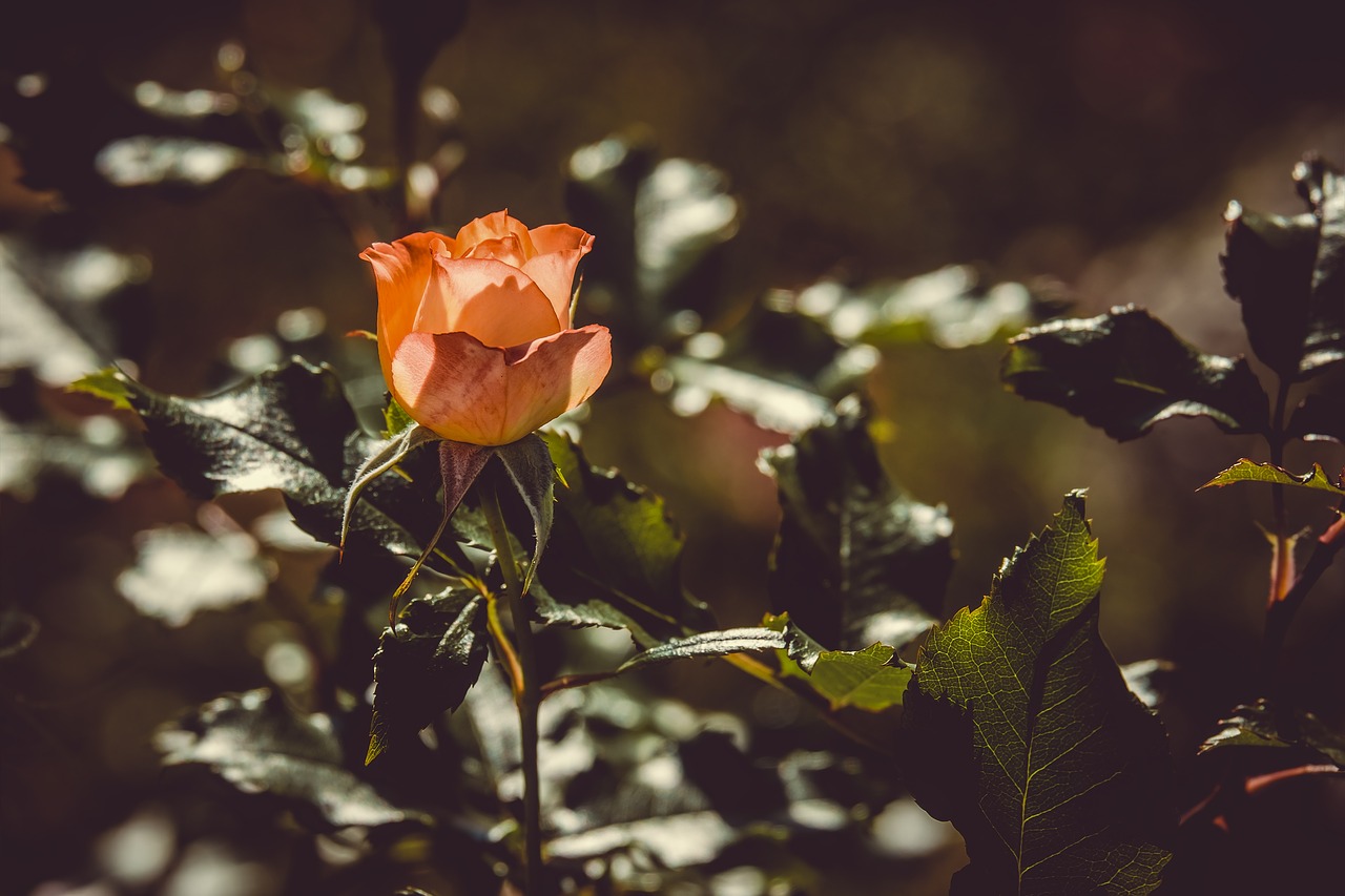 Išaugo,  Ap,  Gėlė,  Žiedas,  Žydi,  Oranžinė,  Padidėjo Žydėti,  Floros,  Augalų,  Rožės